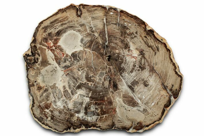 Polished Petrified Wood (Araucaria) Round - Madagascar #358037